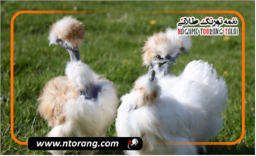 مرغ ابریشمی، نحوه پرورش، نگهداری و تغذیه این مرغ زینتی
